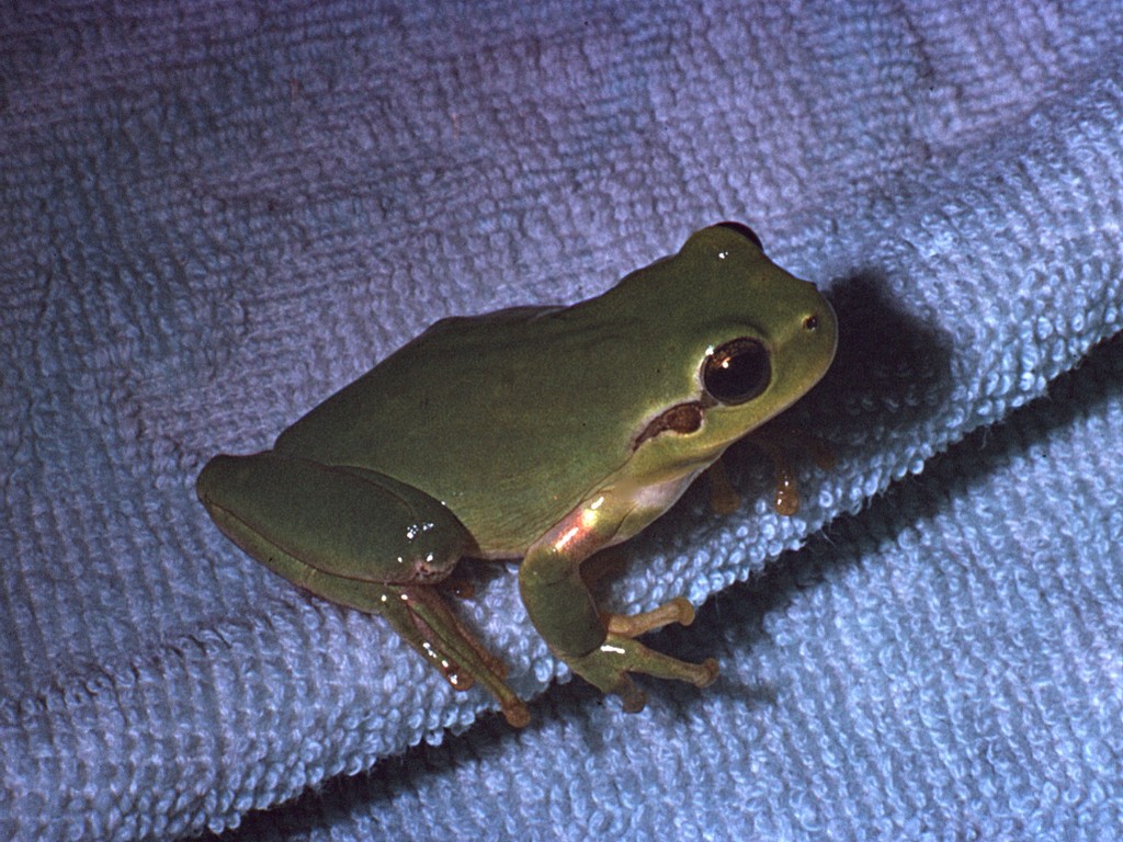 Raganella mediterranea - Hyla meridionalis